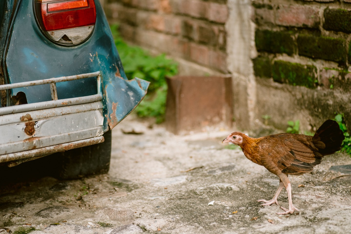 Photography: Chickens & Dogs of Mexico